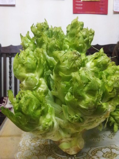 Ấn tượng về kỹ thuật trồng cải mầm đá - Đặc sản xứ lạnh Sapa