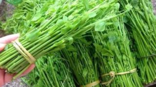 Rau bò khai chất lượng – bà nội trợ tin mua tại Hà Nội