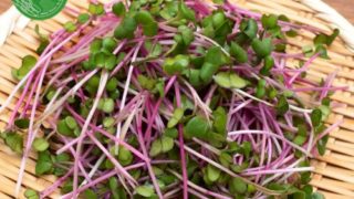 Mua rau mầm củ cải đỏ chất lượng ở đâu?