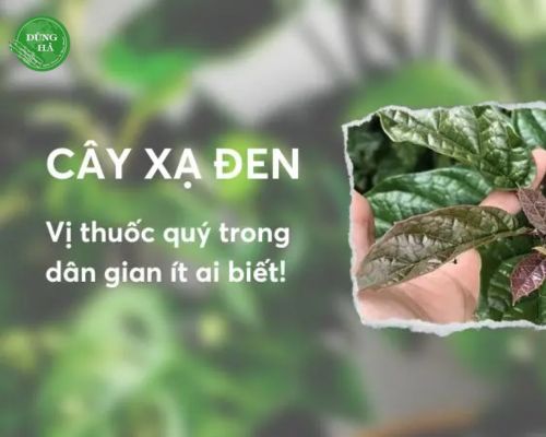 cay-xa-den-chua-benh