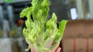 Cách chế biến món ăn từ mầm đá ngon như tại nhà hàng