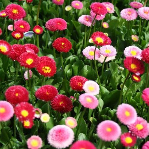 Hoa cúc Bellis Heaven - Loài hoa của sự quyến rũ