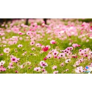 ban hat giong hoa sao nhai don chat luong