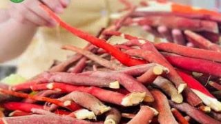 Bán sâm cau đỏ tươi củ to loại 1 ở đâu tại Hà Nội