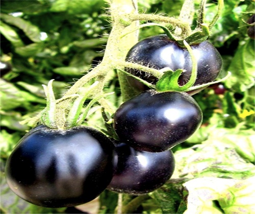 Kỹ thuật gieo trồng hạt giống cà chua đen đơn giản, dễ làm nhất