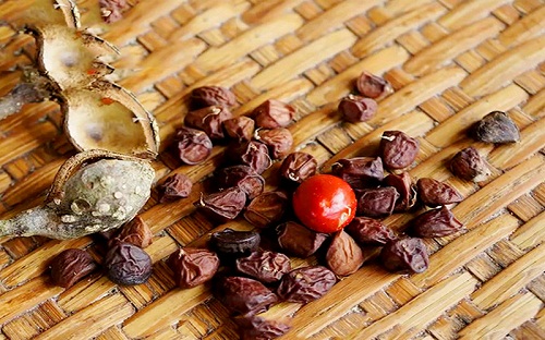hạt dổi rừng bao tiền 1kg