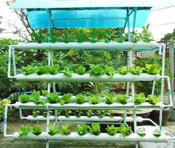 Phương pháp trồng rau thủy canh