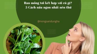 Rau mồng tơi kết hợp với củ gì? 5 Cách nấu ngon nhất nên thử